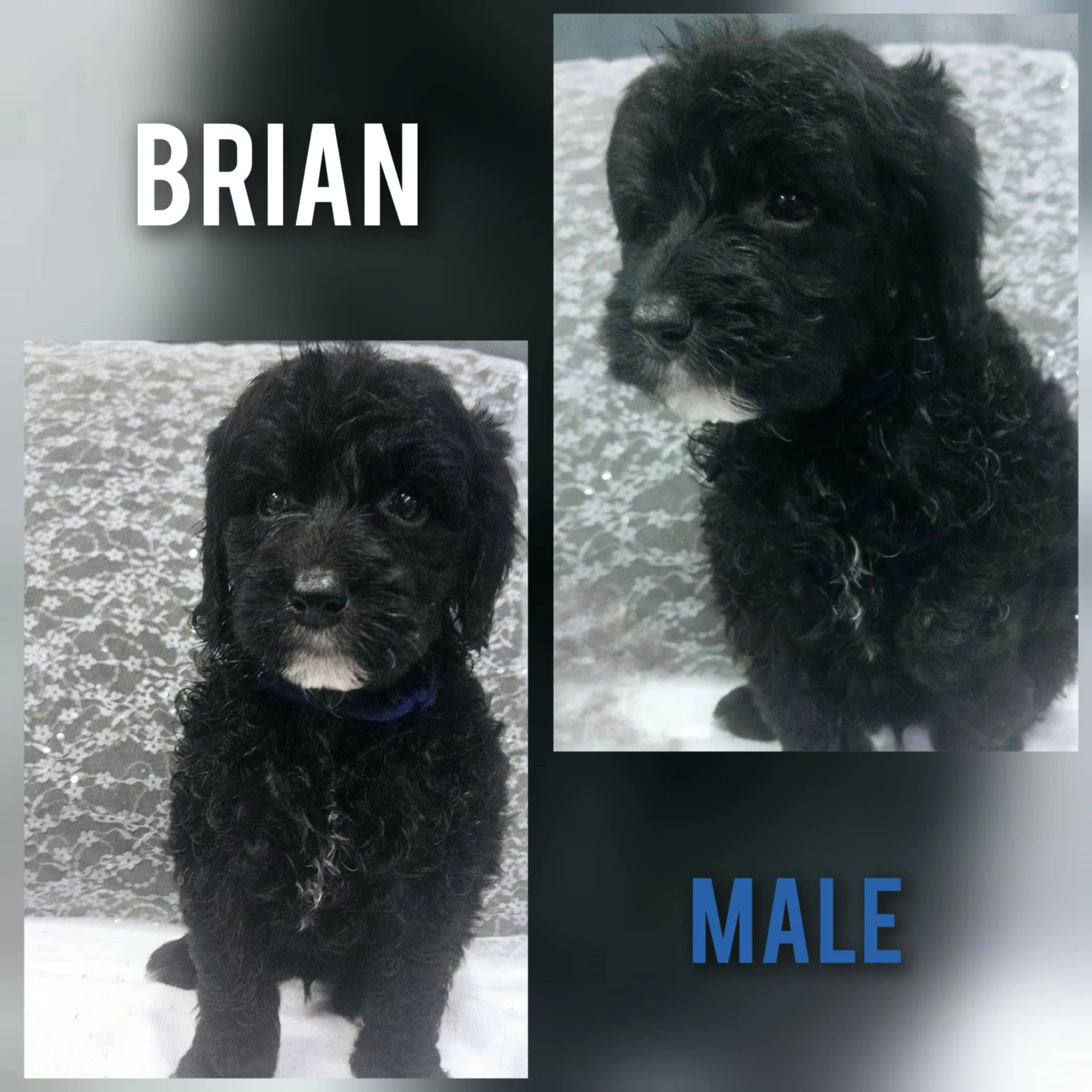 brian