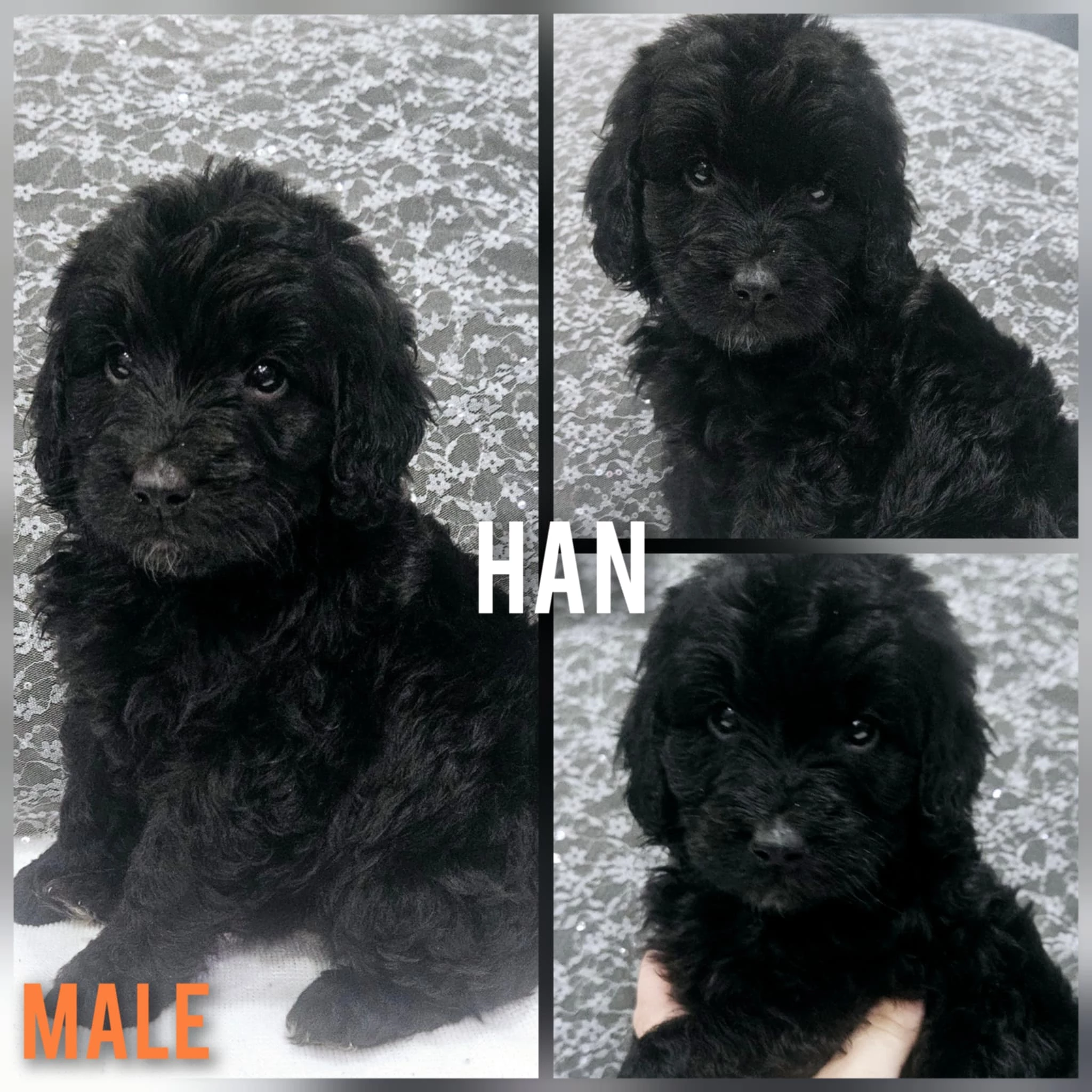 han