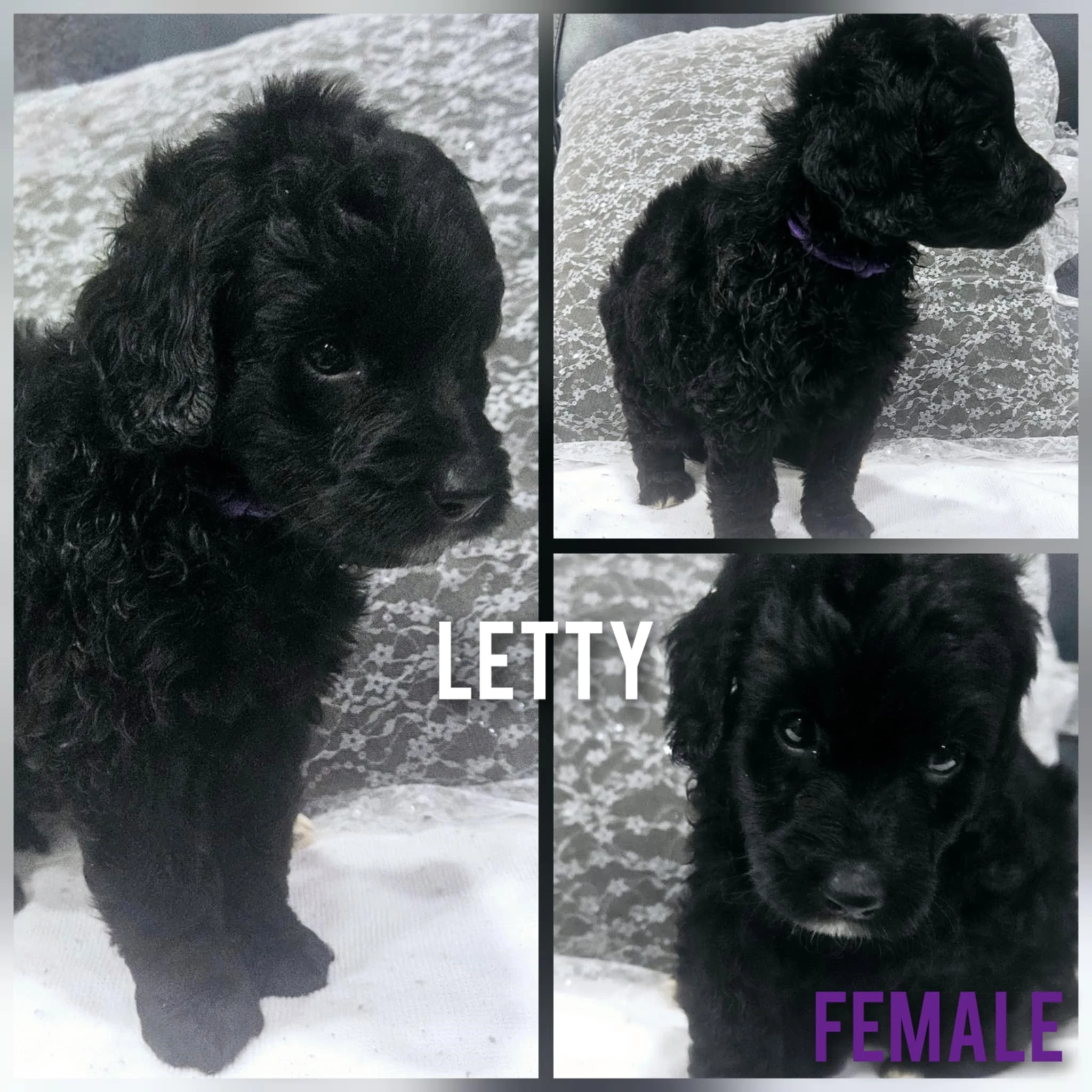 letty